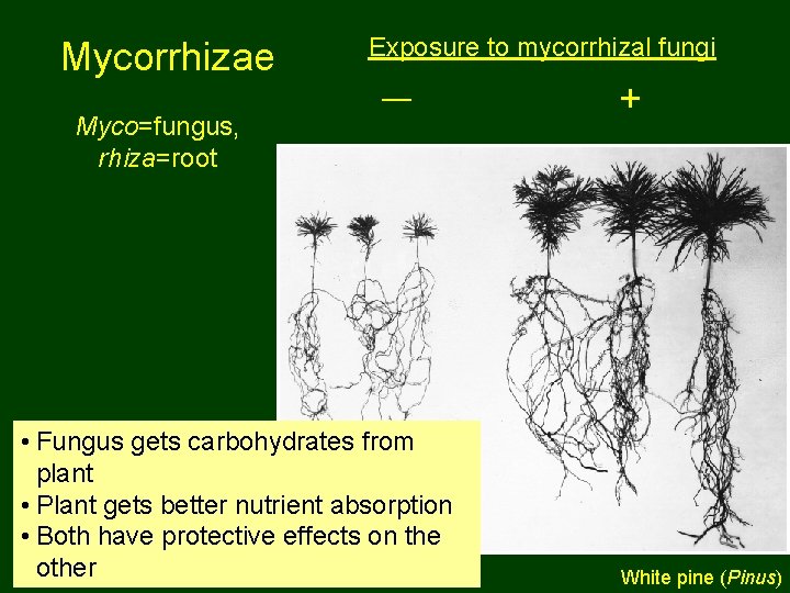 Mycorrhizae Exposure to mycorrhizal fungi __ Myco=fungus, rhiza=root • Fungus gets carbohydrates from plant