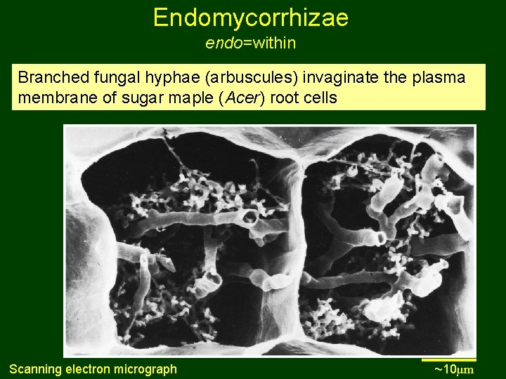 Endomycorrhizae endo=within Branched fungal hyphae (arbuscules) invaginate the plasma membrane of sugar maple (Acer)