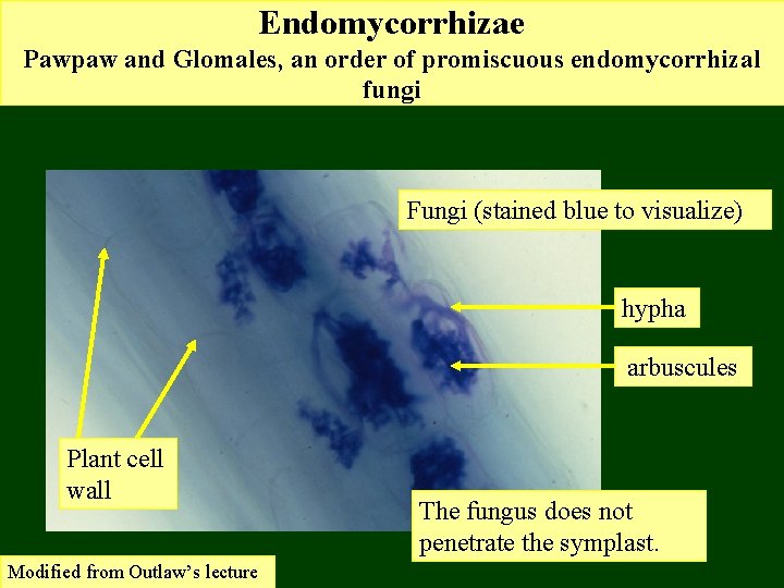 Endomycorrhizae Pawpaw and Glomales, an order of promiscuous endomycorrhizal fungi Fungi (stained blue to