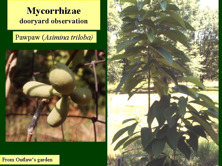 Mycorrhizae dooryard observation Pawpaw (Asimina triloba) From Outlaw’s garden 
