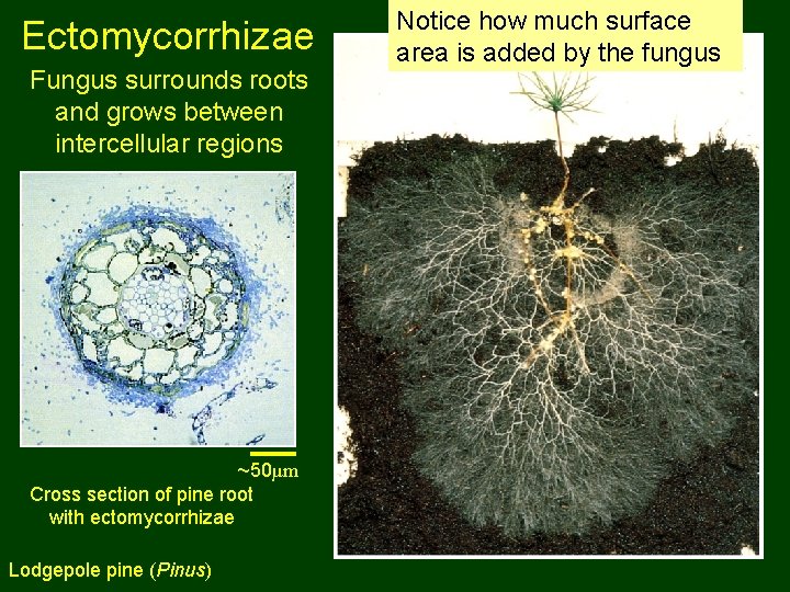 Ectomycorrhizae Fungus surrounds roots and grows between intercellular regions ~50µm Cross section of pine
