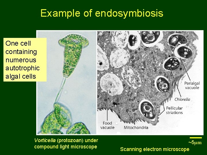 Example of endosymbiosis One cell containing numerous autotrophic algal cells Vorticella (protozoan) under compound