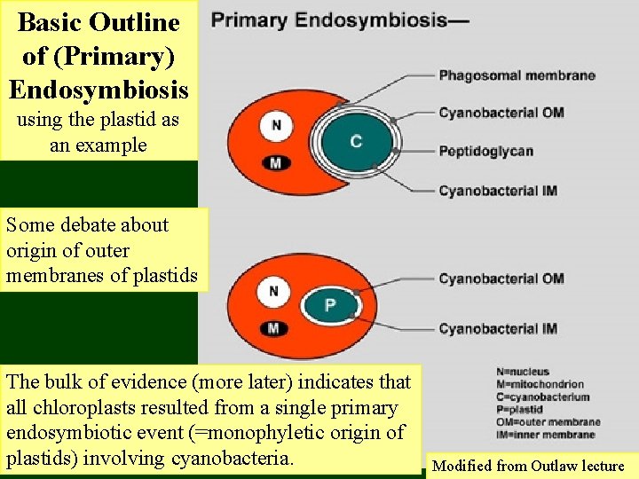 Basic Outline of (Primary) Endosymbiosis using the plastid as an example Some debate about