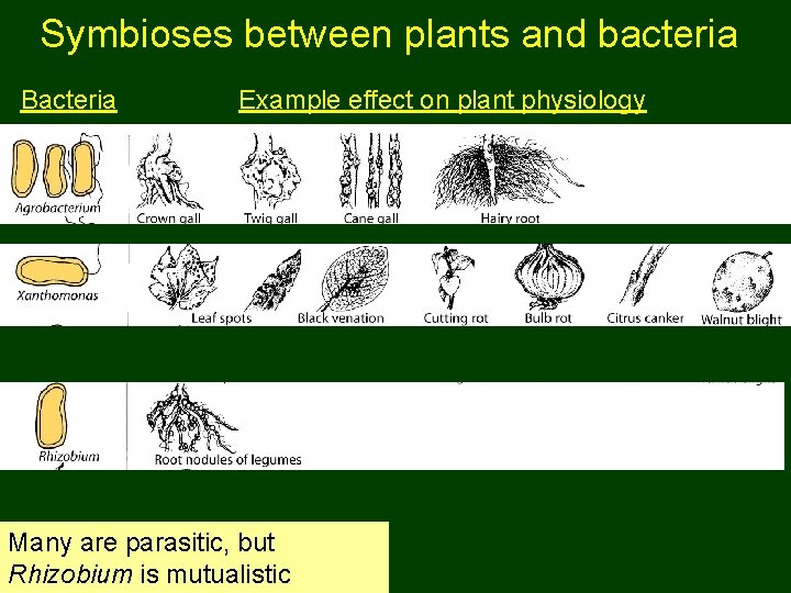 Symbioses between plants and bacteria Bacteria Example effect on plant physiology Many are parasitic,