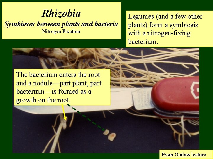 Rhizobia Symbioses between plants and bacteria Nitrogen Fixation Legumes (and a few other plants)