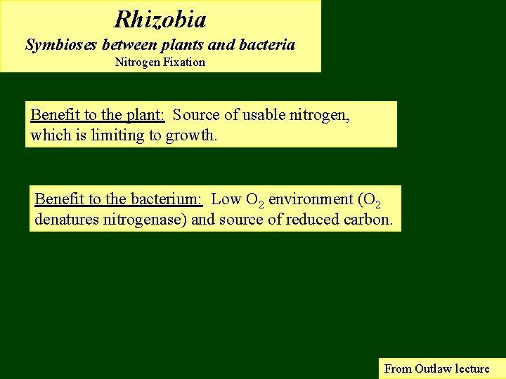 Rhizobia Symbioses between plants and bacteria Nitrogen Fixation Benefit to the plant: Source of