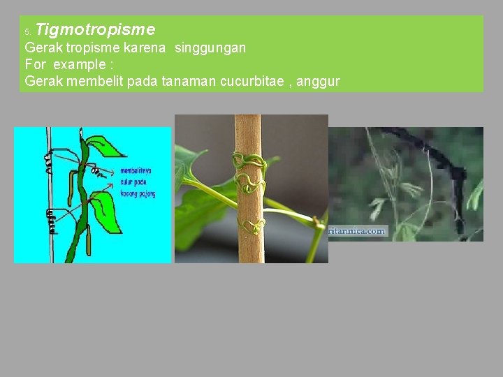 5. Tigmotropisme Gerak tropisme karena singgungan For example : Gerak membelit pada tanaman cucurbitae