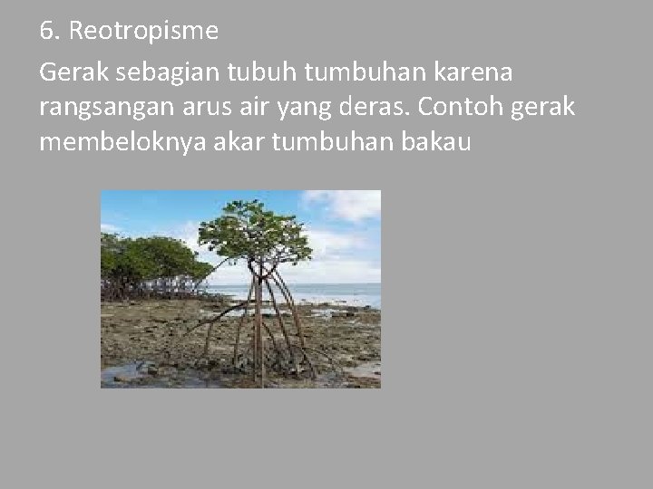 6. Reotropisme Gerak sebagian tubuh tumbuhan karena rangsangan arus air yang deras. Contoh gerak