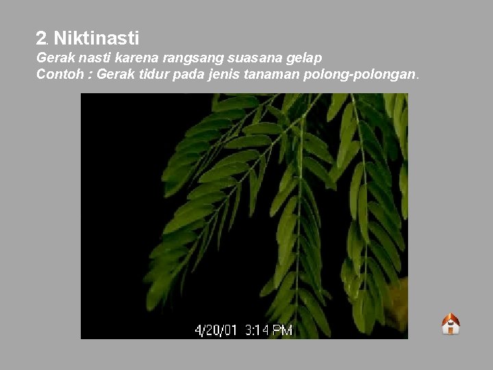 2. Niktinasti Gerak nasti karena rangsang suasana gelap Contoh : Gerak tidur pada jenis