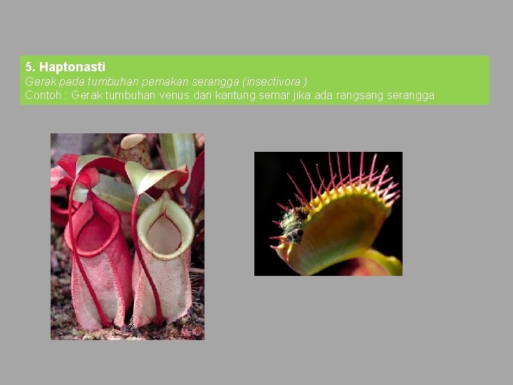 5. Haptonasti Gerak pada tumbuhan pemakan serangga (insectivora ) Contoh : Gerak tumbuhan venus