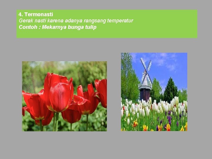 4. Termonasti Gerak nasti karena adanya rangsang temperatur Contoh : Mekarnya bunga tulip 