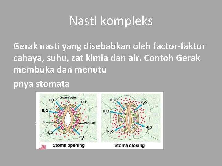 Nasti kompleks Gerak nasti yang disebabkan oleh factor-faktor cahaya, suhu, zat kimia dan air.