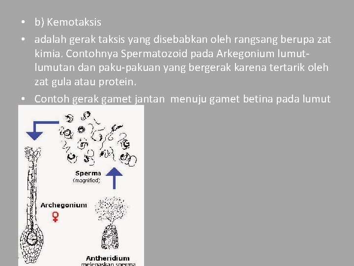  • b) Kemotaksis • adalah gerak taksis yang disebabkan oleh rangsang berupa zat