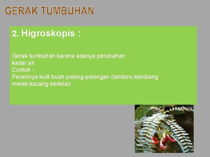 2. Higroskopis : Gerak tumbuhan karena adanya perubahan kadar air Contoh : Pecahnya kulit