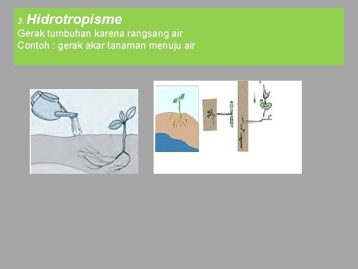 3. Hidrotropisme Gerak tumbuhan karena rangsang air Contoh : gerak akar tanaman menuju air