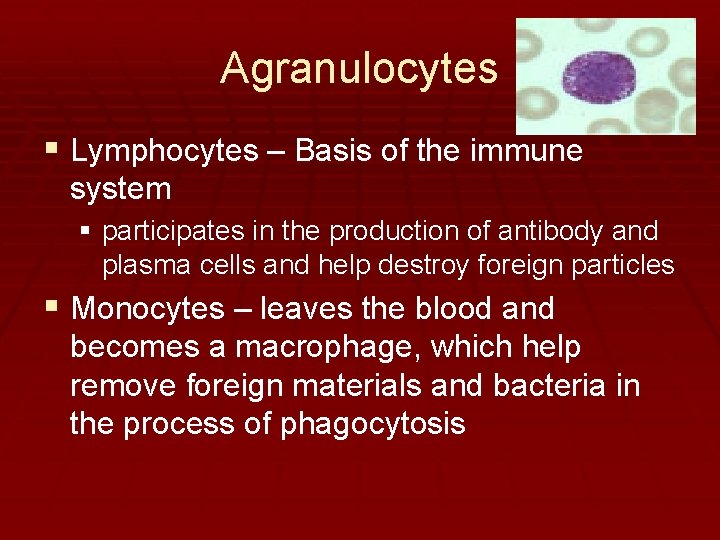 Agranulocytes § Lymphocytes – Basis of the immune system § participates in the production Agranulocytes § Lymphocytes – Basis of the immune system § participates in the production