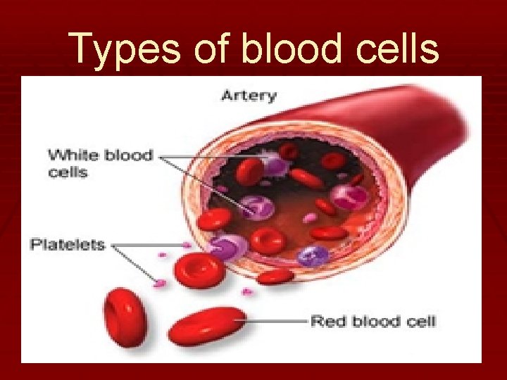 Types of blood cells 