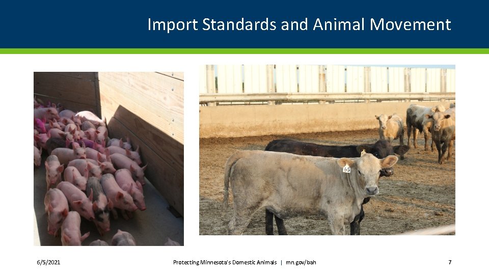 Import Standards and Animal Movement 6/5/2021 Protecting Minnesota’s Domestic Animals | mn. gov/bah 7