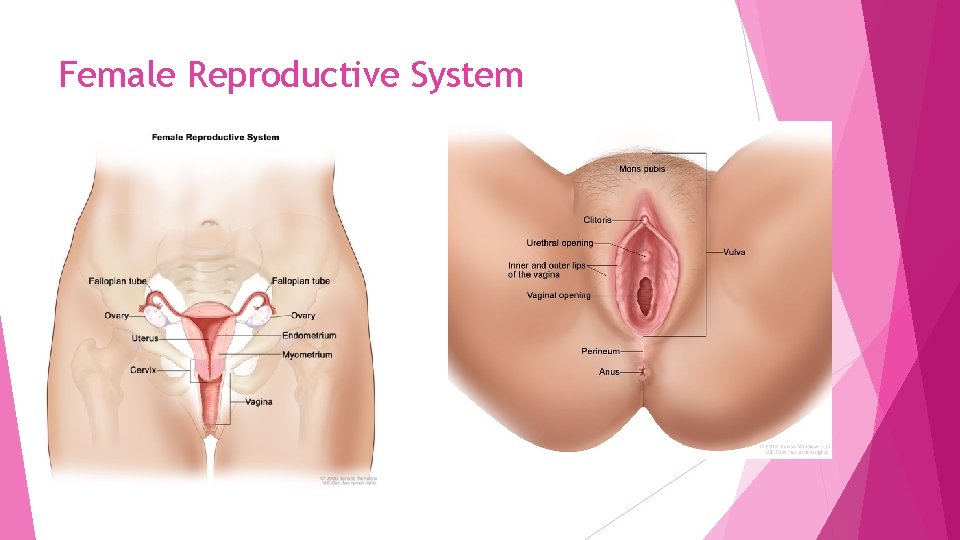 Female Reproductive System 