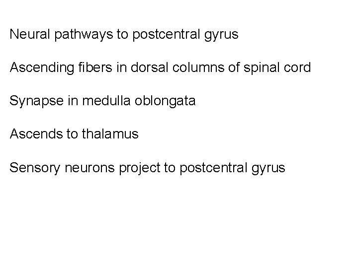 Neural pathways to postcentral gyrus Ascending fibers in dorsal columns of spinal cord Synapse