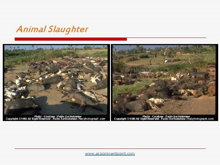 Animal Slaughter www. assignmentpoint. com 