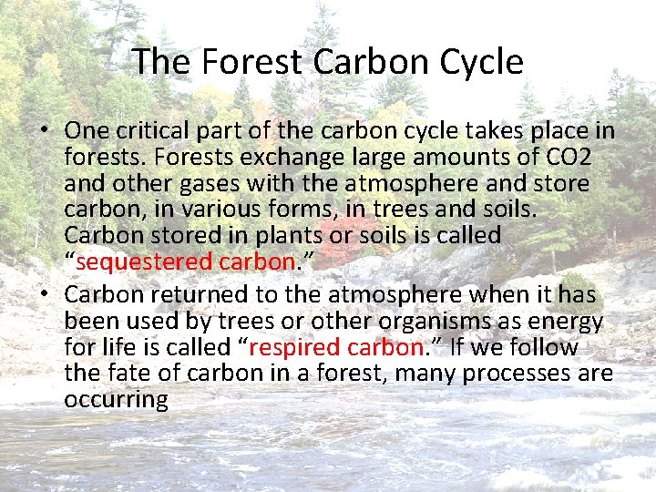 The Forest Carbon Cycle • One critical part of the carbon cycle takes place