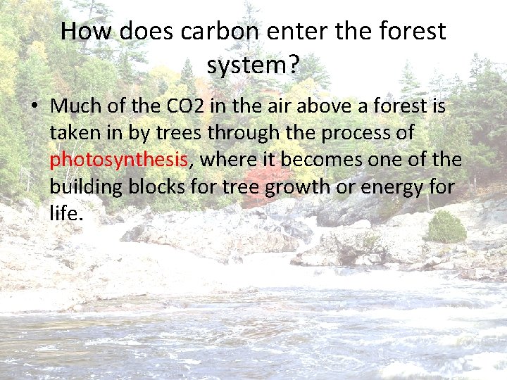 How does carbon enter the forest system? • Much of the CO 2 in