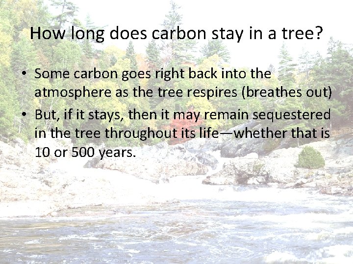How long does carbon stay in a tree? • Some carbon goes right back