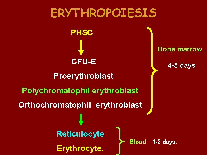 ERYTHROPOIESIS PHSC Bone marrow CFU-E 4 -5 days Proerythroblast Polychromatophil erythroblast Orthochromatophil erythroblast Reticulocyte