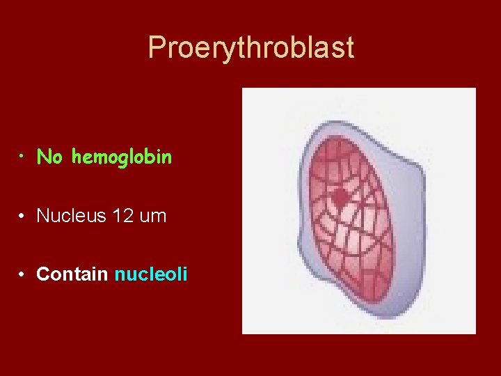 Proerythroblast • No hemoglobin • Nucleus 12 um • Contain nucleoli 