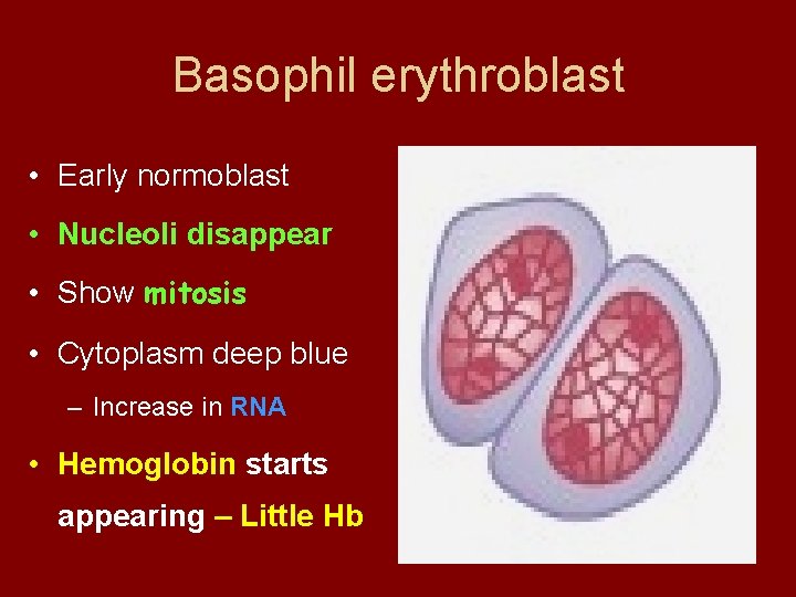 Basophil erythroblast • Early normoblast • Nucleoli disappear • Show mitosis • Cytoplasm deep