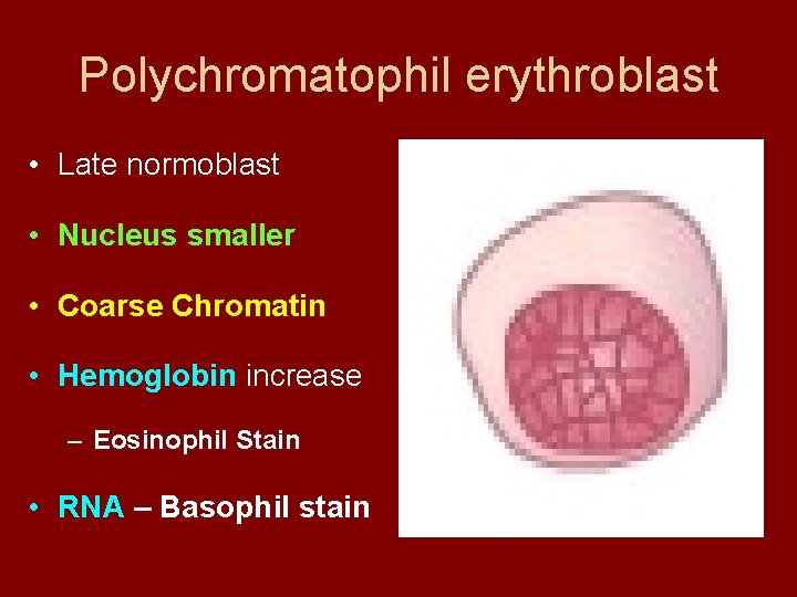 Polychromatophil erythroblast • Late normoblast • Nucleus smaller • Coarse Chromatin • Hemoglobin increase