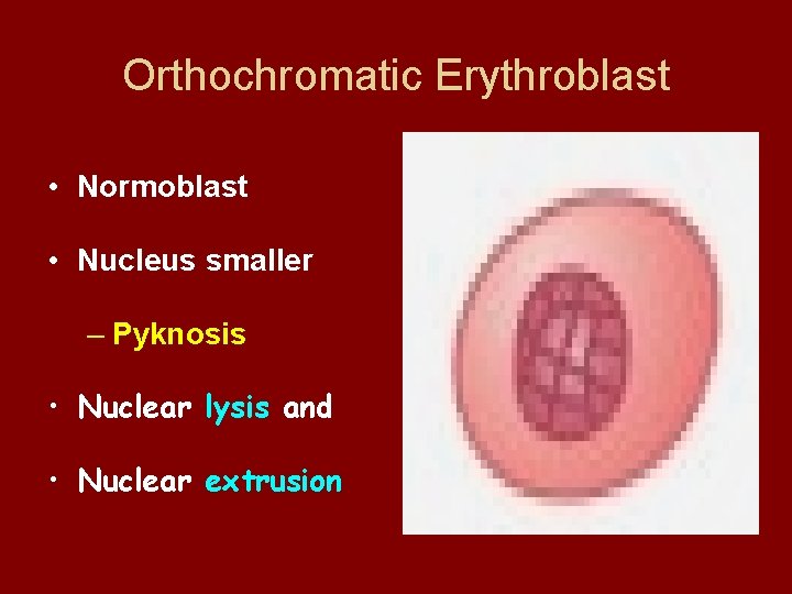 Orthochromatic Erythroblast • Normoblast • Nucleus smaller – Pyknosis • Nuclear lysis and •