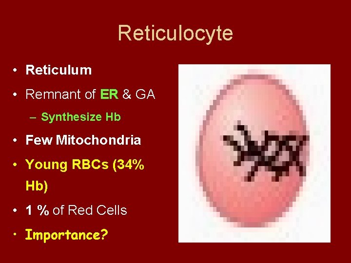 Reticulocyte • Reticulum • Remnant of ER & GA – Synthesize Hb • Few