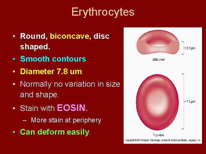 Erythrocytes • Round, biconcave, disc shaped. • Smooth contours • Diameter 7. 8 um.
