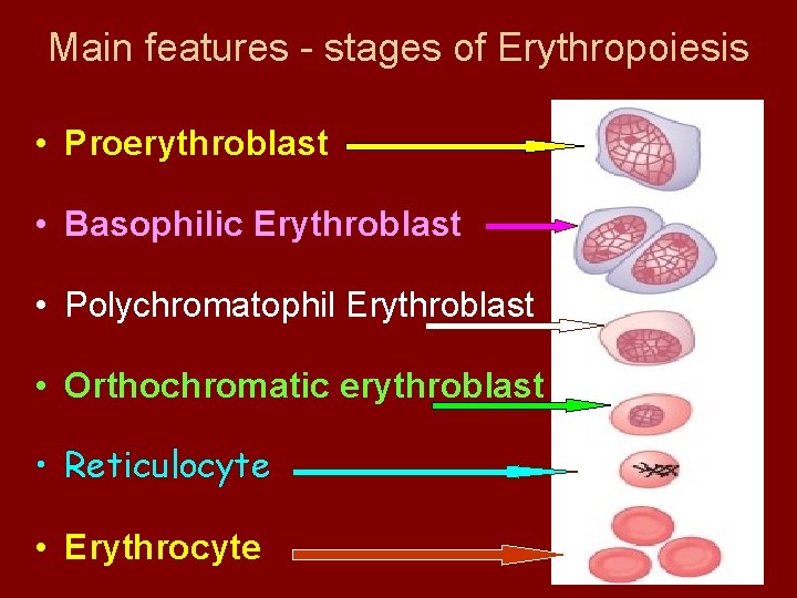 Main features - stages of Erythropoiesis • Proerythroblast • Basophilic Erythroblast • Polychromatophil Erythroblast