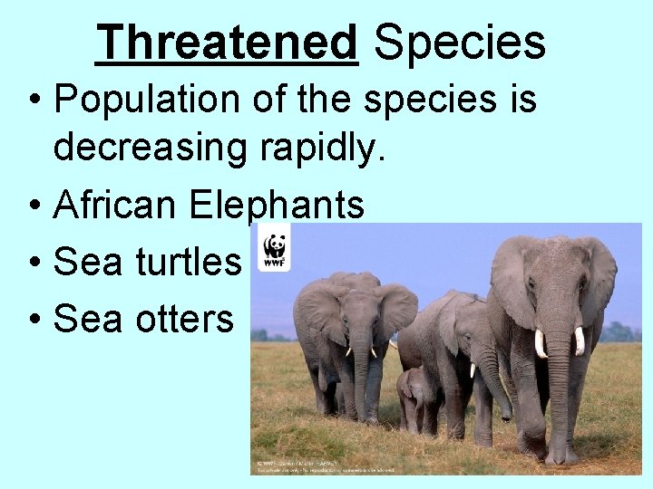 Threatened Species • Population of the species is decreasing rapidly. • African Elephants •