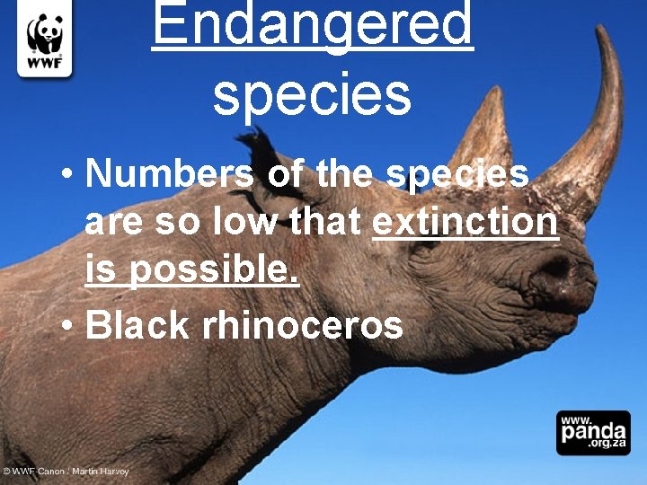 Endangered species • Numbers of the species are so low that extinction is possible.