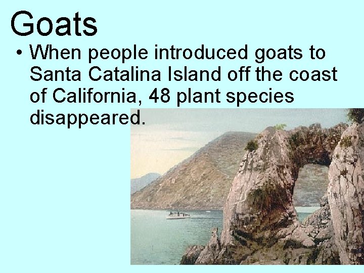 Goats • When people introduced goats to Santa Catalina Island off the coast of