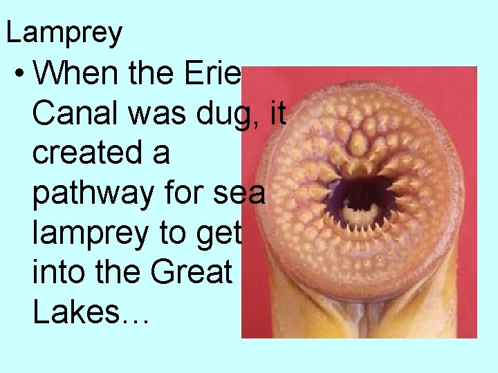 Lamprey • When the Erie Canal was dug, it created a pathway for sea