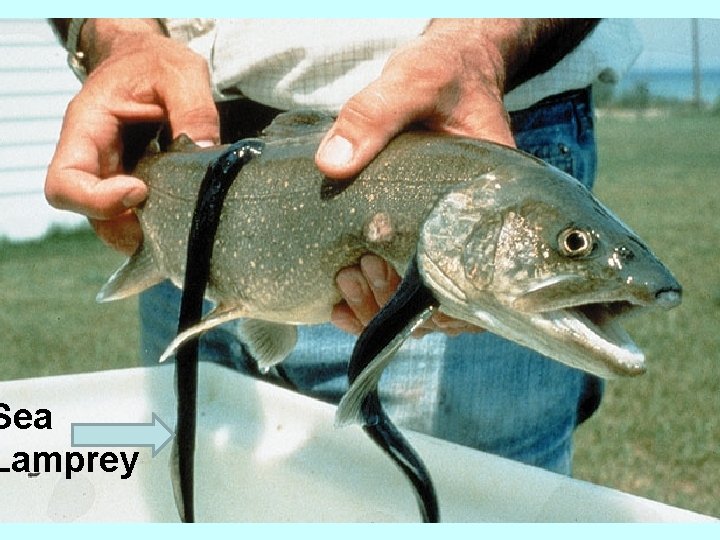 Sea Lamprey 