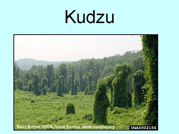 Kudzu 