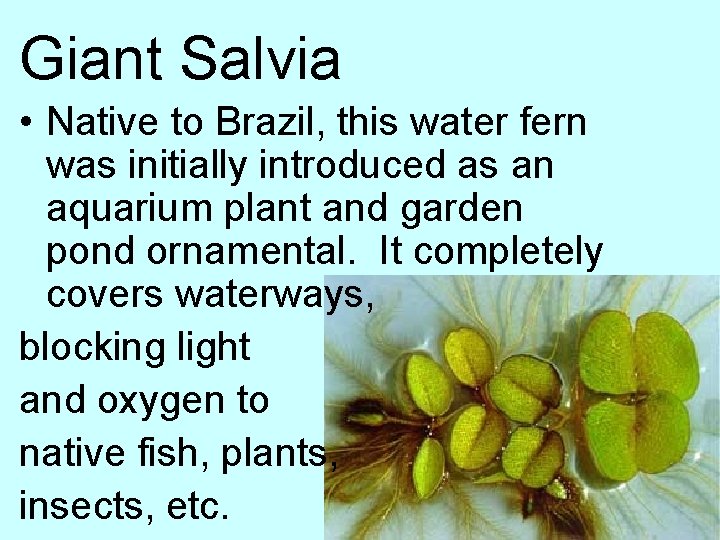 Giant Salvia • Native to Brazil, this water fern was initially introduced as an