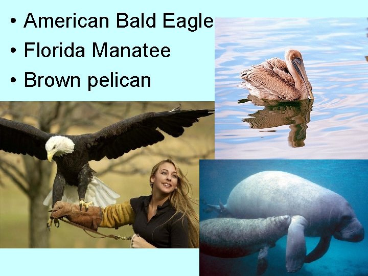  • American Bald Eagle • Florida Manatee • Brown pelican 