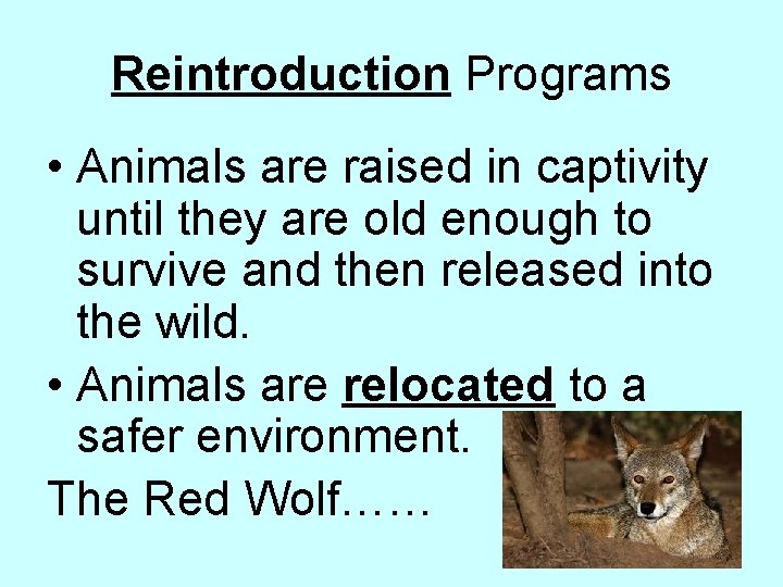 Reintroduction Programs • Animals are raised in captivity until they are old enough to