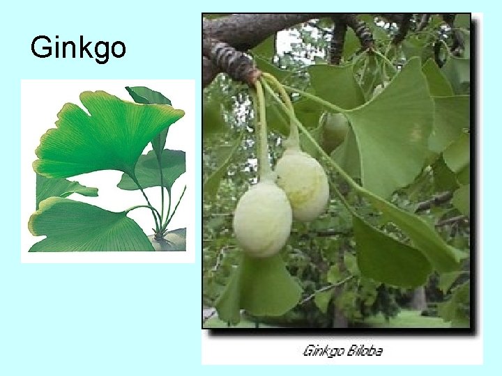 Ginkgo 