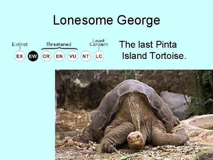 Lonesome George The last Pinta Island Tortoise. 