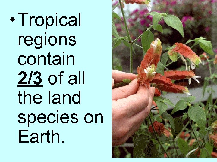  • Tropical regions contain 2/3 of all the land species on Earth. 