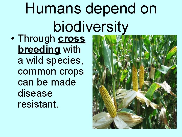 Humans depend on biodiversity • Through cross breeding with a wild species, common crops
