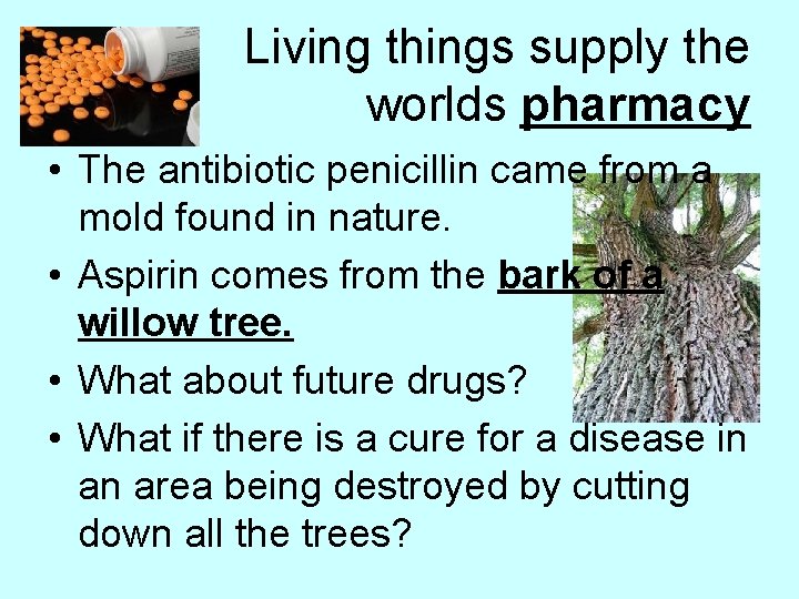 Living things supply the worlds pharmacy • The antibiotic penicillin came from a mold